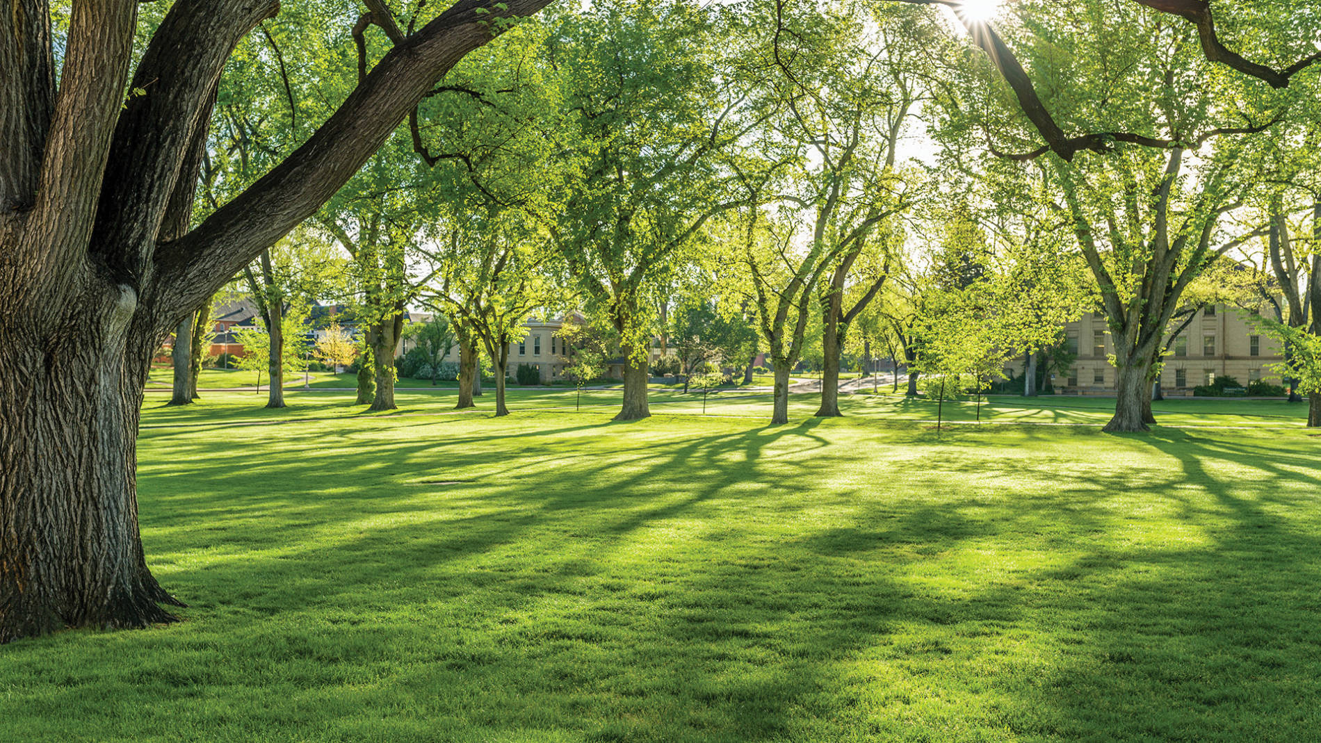 CSU Oval during summer