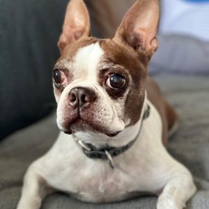 Dr. Sherlock, a brown and white Boston Terrier, is Assistant Professor Abe Khan's dog and companion. 